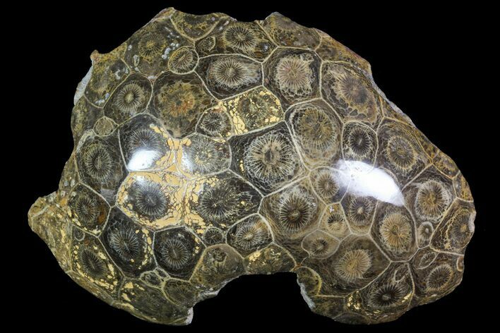 Polished Fossil Coral (Actinocyathus) Head - Morocco #72334